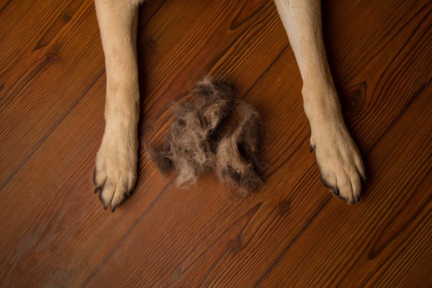 6 Quick Ways to Remove Pet Hair in Your Home | Claude Browns