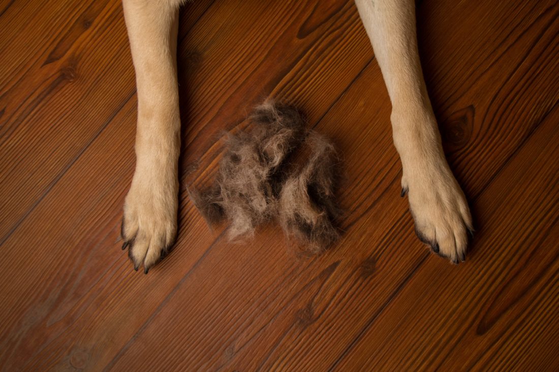 pet hair removal