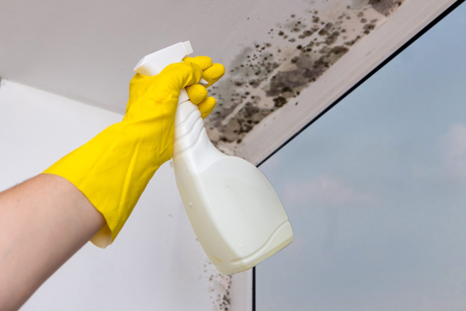 Remove Mold with Mold Spray From