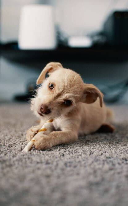 Puppy sitting on a clean carpet.